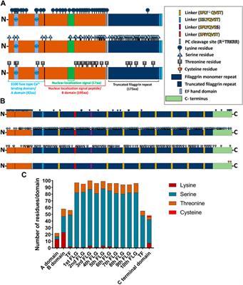 In silico analysis of the profilaggrin sequence indicates alterations in the stability, degradation route, and intracellular protein fate in filaggrin null mutation carriers